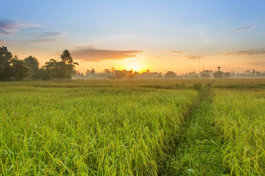 Rice field of farmer and sun in the morning time,in Thailand