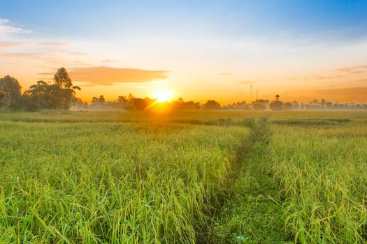 Rice field of farmer and sun in the morning time,in Thailand