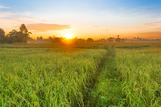 Rice field of farmer and sun in the morning time,in Thailand