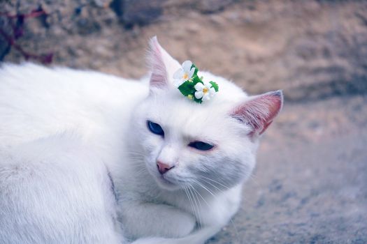 Beautiful White Cat with a Flower on her Head