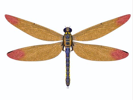 Meganeura was a large carnivorous dragonfly that lived in Europe during the Carboniferous Period.