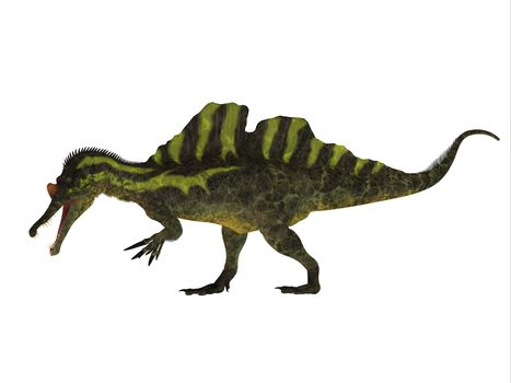 Ichthyovenator was a theropod spinosaur dinosaur that lived in Laos, Asia in the Cretaceous Period.