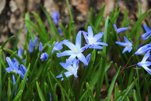 Closeup on blue white and green windflower