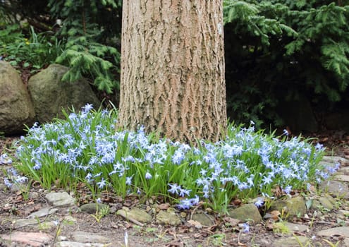 Windflower bed around old walnut tree