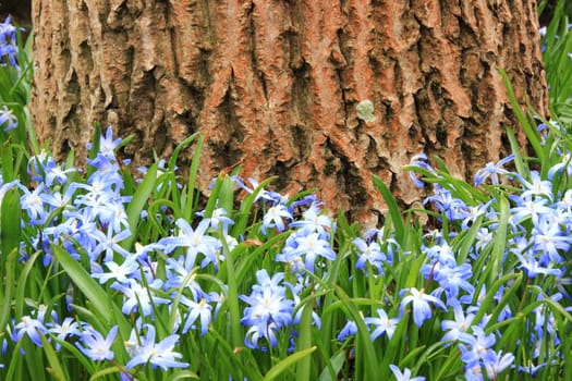 Blue and white windflower with walnut tree in background