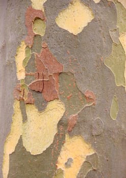 Planetree bark as a natural camuflage texture