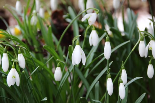 Closeup on common snowdrop flowers at springtime