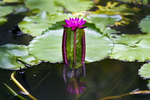 Pink lotus blossoms or water lily flowers blooming on pond