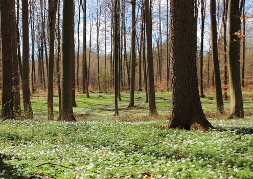 Forest in spring with white windflowers