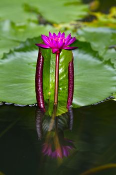 pink water lily with lotus leaf on pond