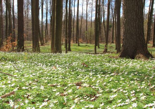 Forest in spring with white windflowers