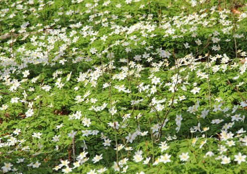 Bed of white windflowers at spring time