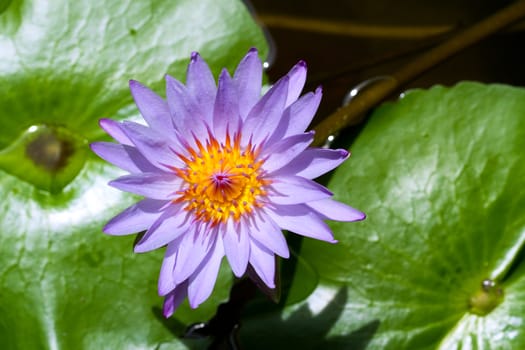 Blue Water Lily in the lake