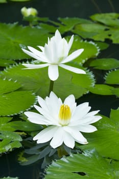 Blue Water Lily in the lake