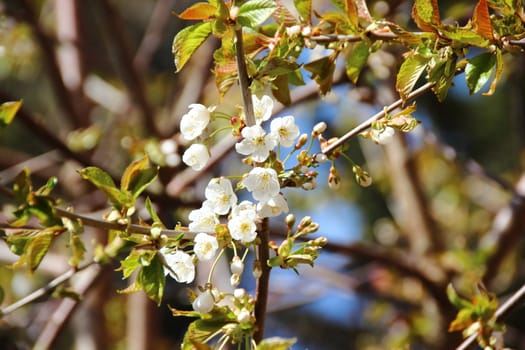 White cherry flowers in sping with tree in background