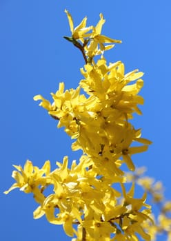 Yellow broom flower branch in springtime with blue sky