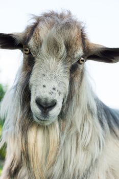 The photo depicts a portrait of a goat