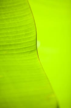 Texture background of backlight fresh green Leaf.