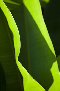 Texture background of backlight fresh green Leaf.