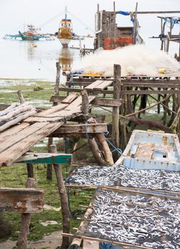 Sardines left outdoor to dry in the village in the Sarangani Province, The Philippines. Fishing vessels with outriggers blurred in the background.