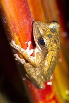 Frog perched on a tree ready to jump.