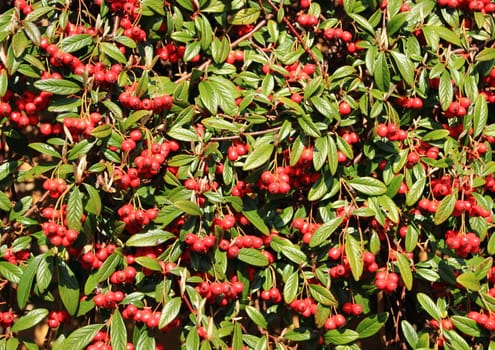 Red berries in an evergreen bush