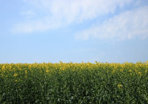 Rape field at springtime with blue sky