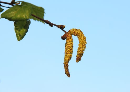 Pollen aments on birchtree in spring isolated