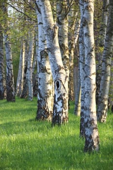 Birch forest in morning with shadows
