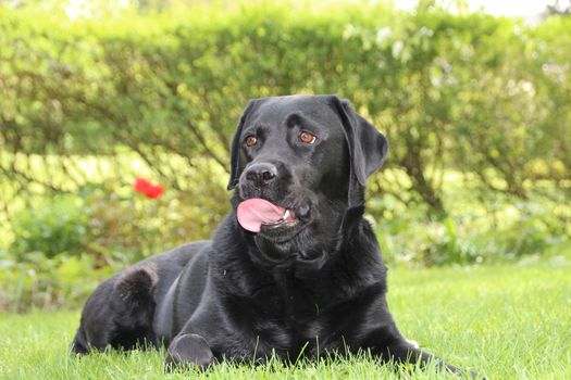Black dog on grass with tongue licking overlip