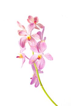 Orchid flower isolate on white,mokara.