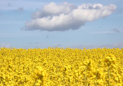 Yellow rape field with blue sky and clouds