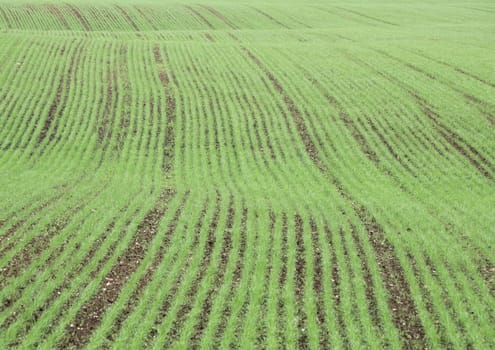 Crop field in spring with harrow trace