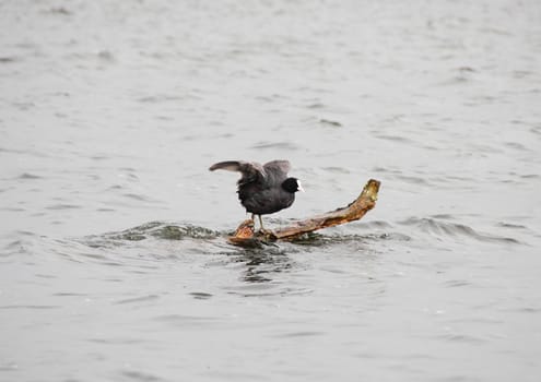 Old world Coot sitting on a branch in sea with wings