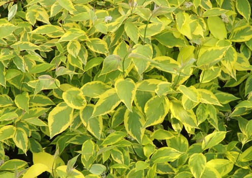 Fresh green and yellow leaves in garden background