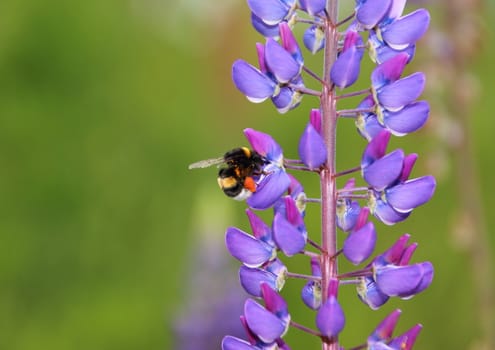 Bumble bee in blue Lupine collecting nectar
