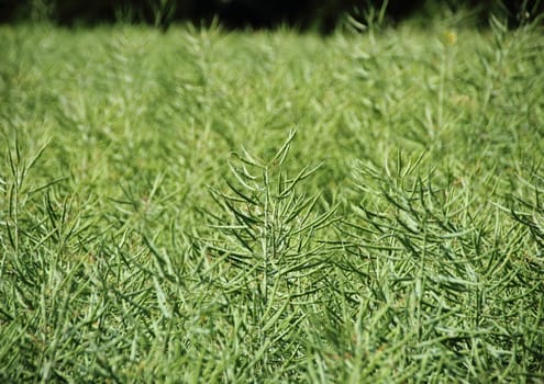 Rape crop field with green stalk