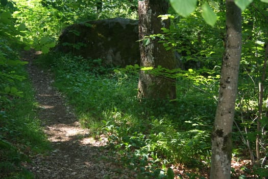 forest trail