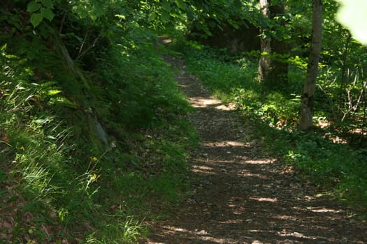 forest trail