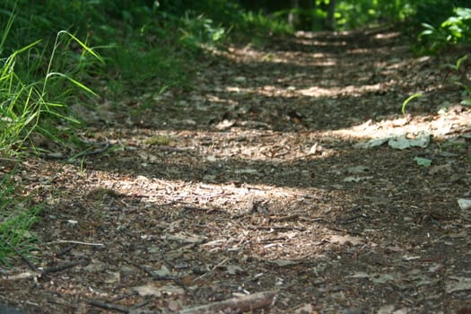 forest trail