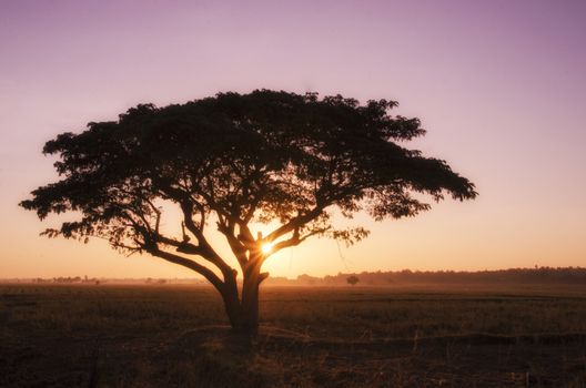 silhouette big tree with a violet sky in the morning