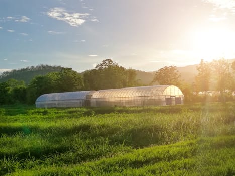 Plant nursery of organic vegetable surrounded by nature and trees with sunlight of the evening. hdr process .