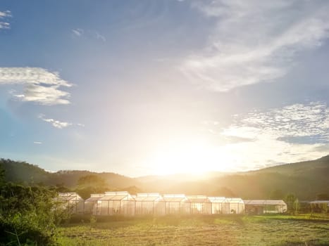 Plant nursery of organic vegetable surrounded by nature and trees with sunlight of the evening. hdr process .