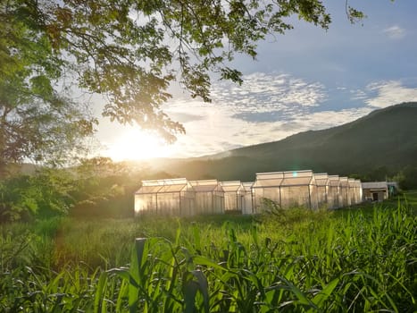 Plant nursery of organic vegetable surrounded by nature and trees with sunlight of the evening. hdr process .