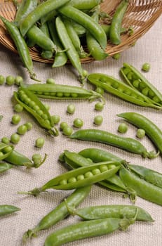 Scattered from the basket   pods and green peas on canvas