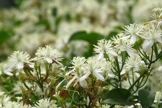 Bunches of white little flowers with beautiful fragrance from the Indian tropics.                               