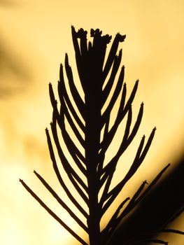 A silhouette of a beautiful cactus in the desert in the dusky light after sunset.                               