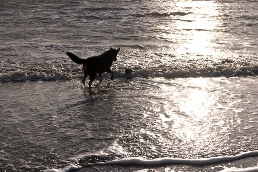 Dog on a North Sea Beach