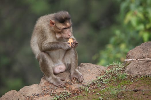 A bandar as a monkey is called India eating a biscuit given by a tourist.