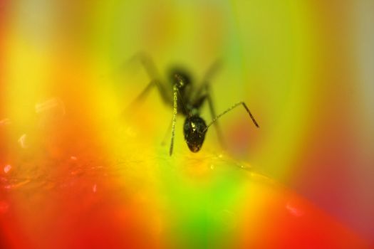 Macro detailed view of a hungry black ant sucking sugary nectar of a flower.